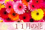 11月の花